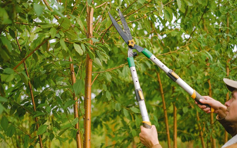 Tree trimming in Mindoro, WI