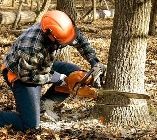 Tree Removal in Mindoro, WI